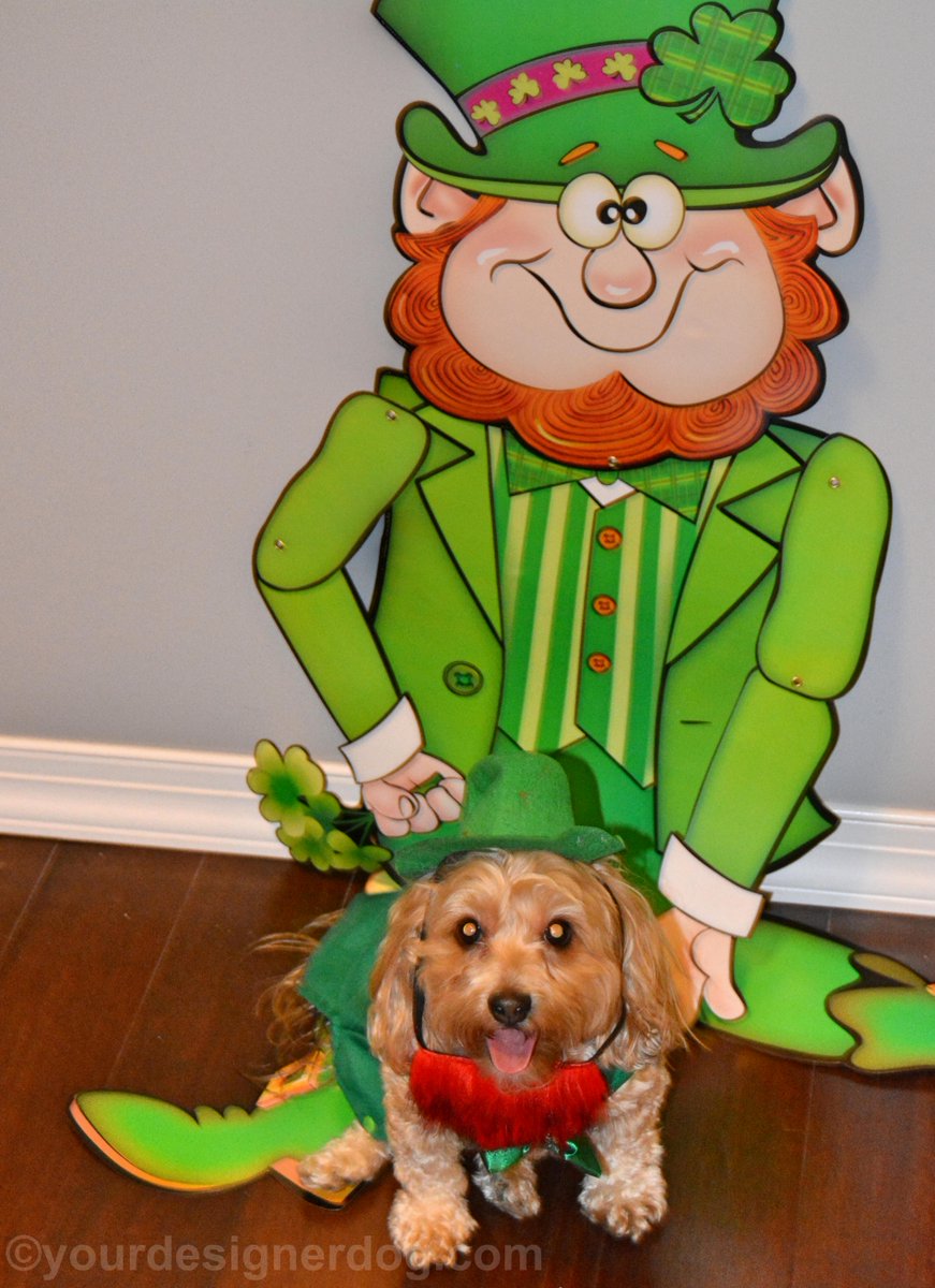 #Leprechaun Twins! is.gd/zZXp4R #blog #cute #designerdogs #dogcostume #dogs #Irish #love #shamrocks #twin
