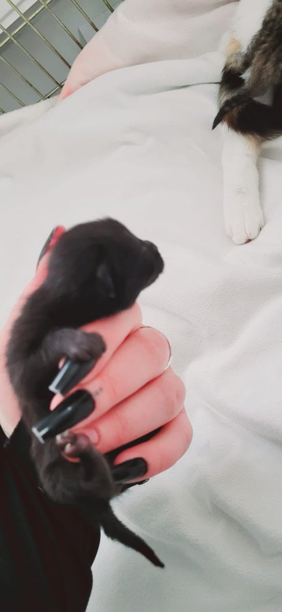 Big Hearts 4 Small Paws tweet media