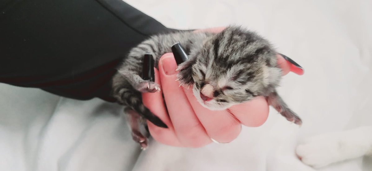 Big Hearts 4 Small Paws tweet media