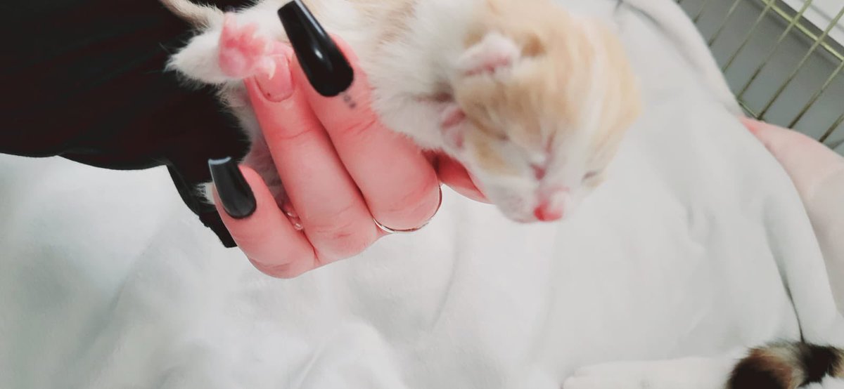 Big Hearts 4 Small Paws tweet media