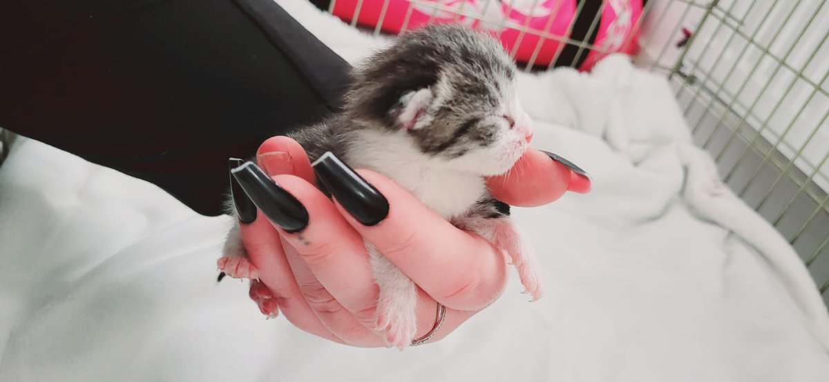 Big Hearts 4 Small Paws tweet media
