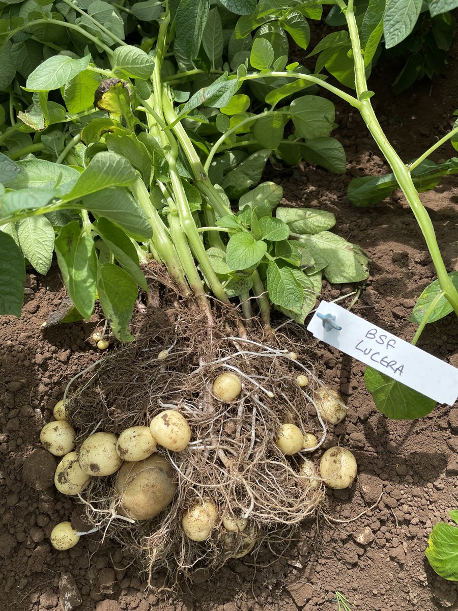 Branston Seed (@branstonseed) on Twitter photo We were out in Yorkshire today inspecting our Lucera seed crop. Grown on the Wolds for the first time and looking superb both in canopy vigour and tuber health. Digging at 40mm with 20 tubers/plant! π₯πΏ<a href="/Branston/">Branston Ltd</a> #Tesco <a href="/BranstonSeed/">Branston Seed</a> #Lucera We were out in Yorkshire today inspecting our Lucera seed crop. Grown on the Wolds for the first time and looking superb both in canopy vigour and tuber health. Digging at 40mm with 20 tubers/plant! π₯πΏ<a href="/Branston/">Branston Ltd</a> #Tesco <a href="/BranstonSeed/">Branston Seed</a> #Lucera