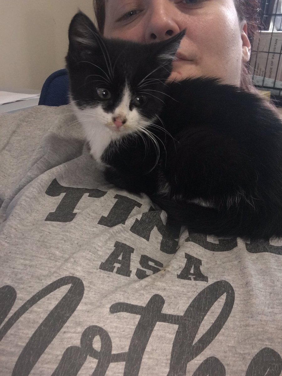 Big Hearts 4 Small Paws tweet media