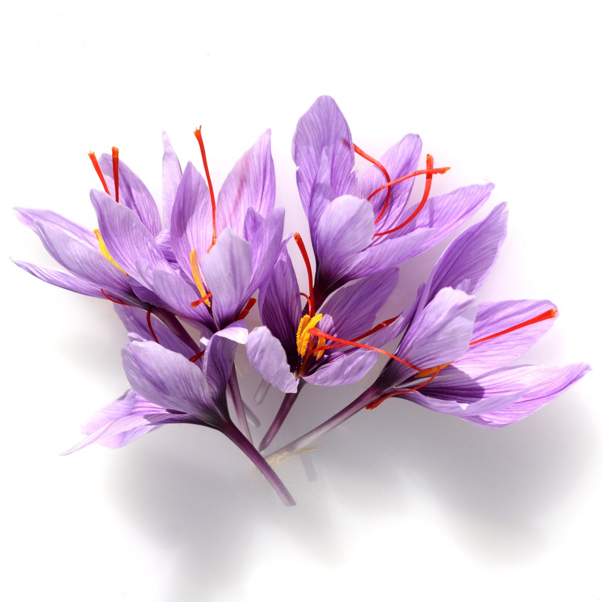 "Italian saffron adds a richness and refinement to each dish in which it is used making it as treasured as gold" says <a href="/foodfables/">Jenny Arena</a>. Find out all about the origins of #zafferano, how it is made, and which saffron dishes are the most delicious on Buonissimo 👉🏻buonissimo.ca/zafferano-anot…