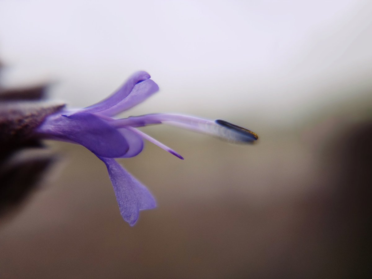 Shot with <a href="/halidecamera/">Halide + Kino aka halideapp.bsky.social</a> 
#iphone14pro
#shotwhithalide #shotoniphone 
#iphone #macro #nature #bokeh #thephotohour #hacerfotos #purple #TwitterNatureCommunity #flower #photooftheday #macromonday
