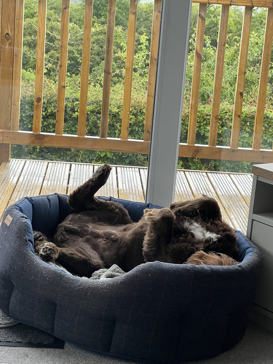 yarmySue's tweet photo. @DoodleNessa Oh no! Thoughts with you here and paws in from #woodysprocker and #rolococker https://t.co/QiZhxMKsvY