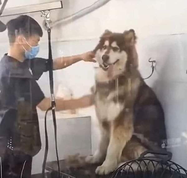 Pionero_64's tweet photo. Antes de ir al barber / después del barber 🥺🥺🥺 https://t.co/I6sXy27CtK