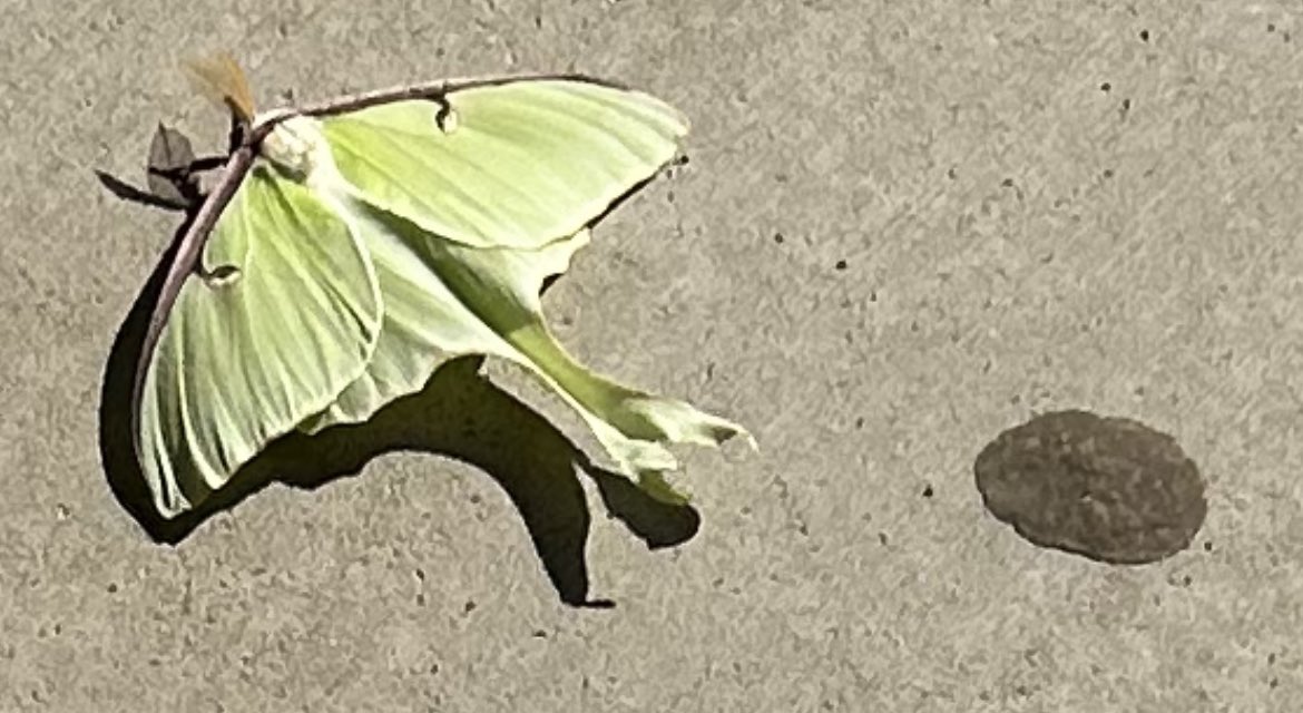 JarrettDPhilli1's tweet photo. Saw this male Luna moth on my way to work this morning @uofg . One of the largest moths in North America! https://t.co/mm9hE54KDj