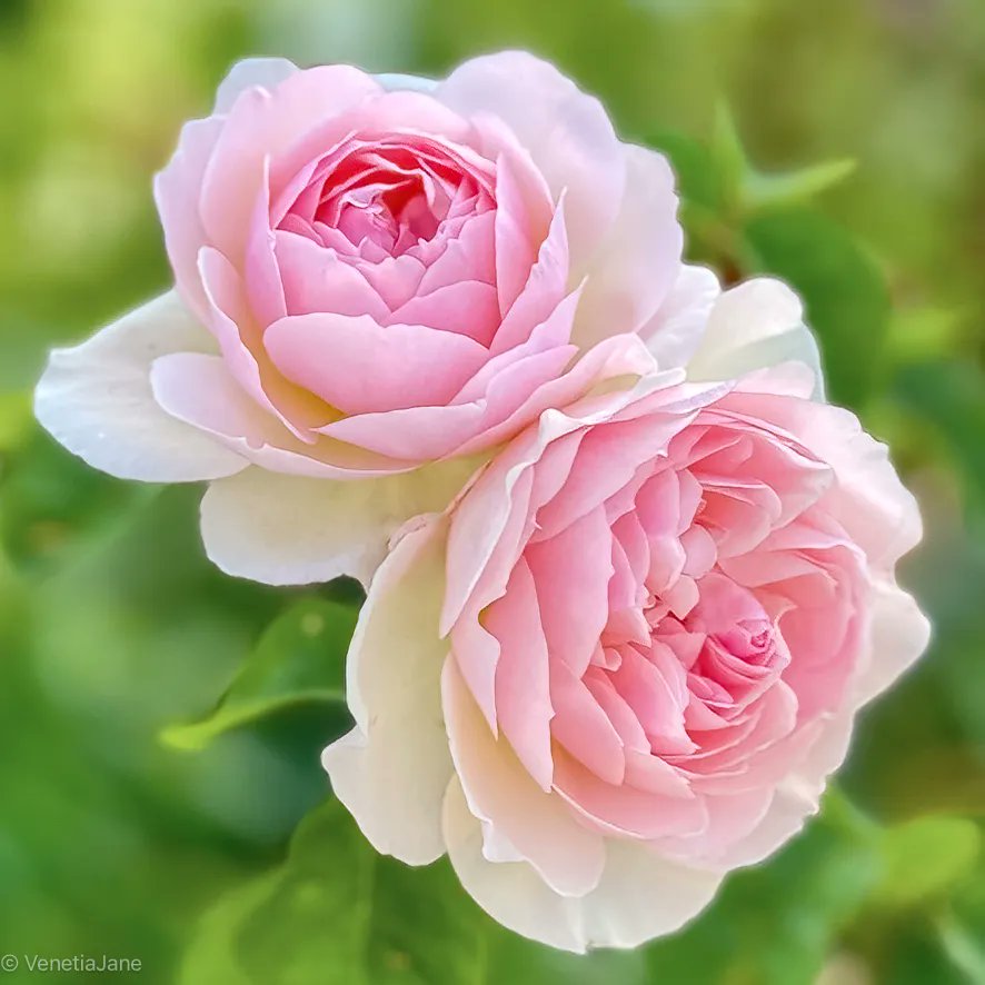 For today's #DailyBotanicalBeauty here is a double dose of Rosa Gentle Hermione's sumptuous blooms. Apologies to those who may have seen me post this elsewhere today, but I thought she deserved an encore on here! Enjoy your Monday evening everyone.