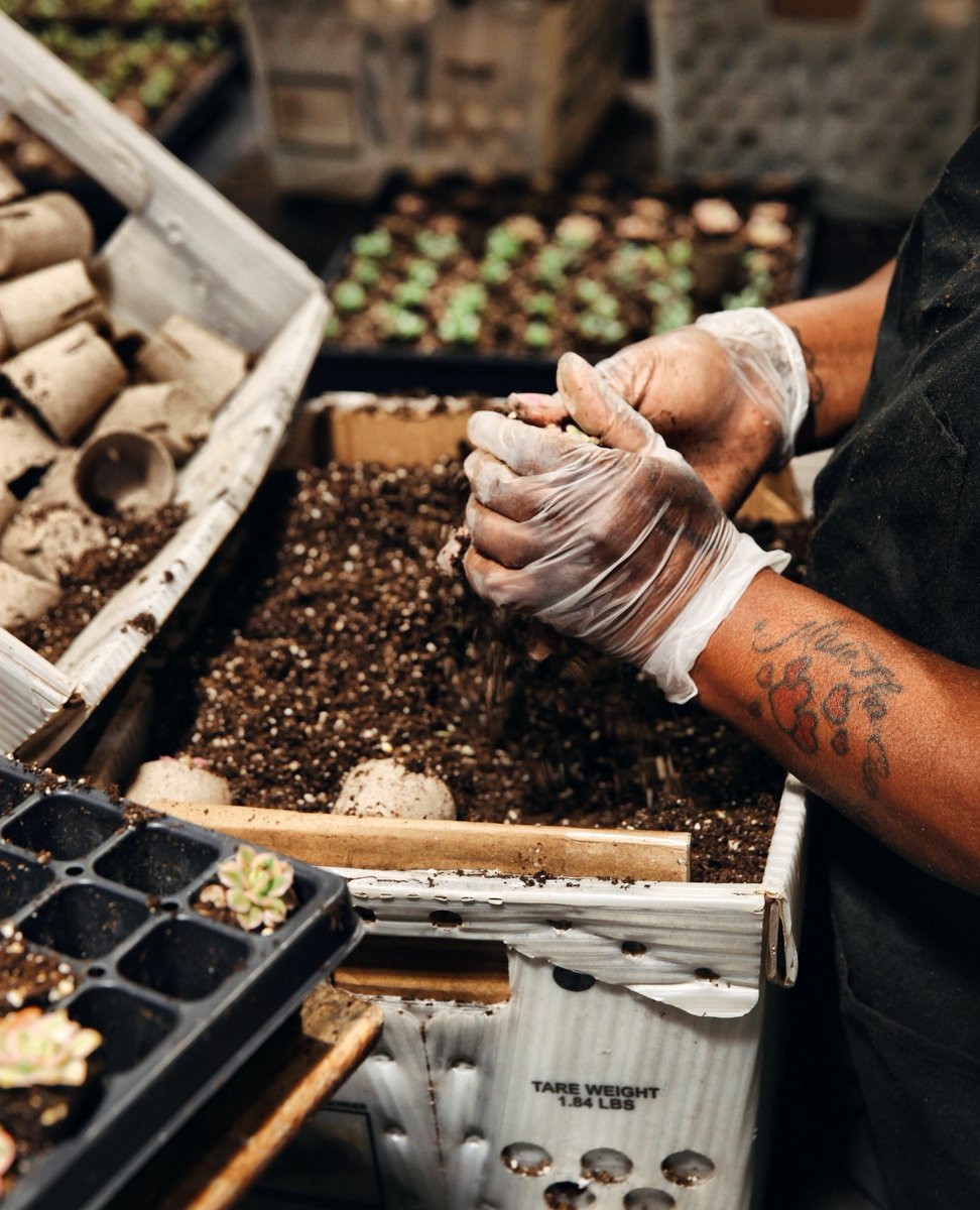 Want a sneak peek into our tents at the Succulent farm? Swipe for a closer look!👀⁠
⁠
If you look close enough, you might be able to spot some future plants.😉