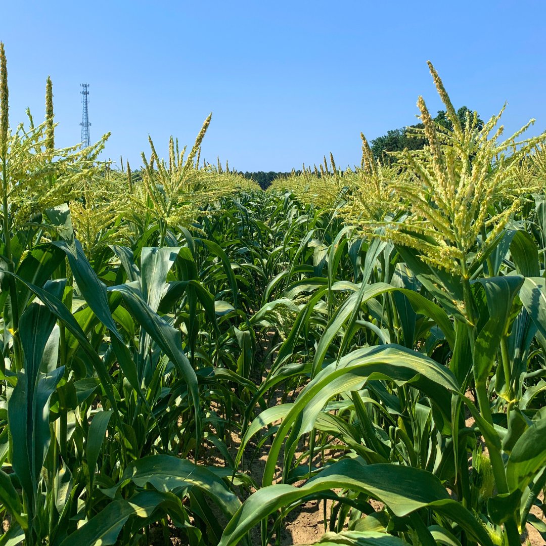 Weaver Street Market tweet media