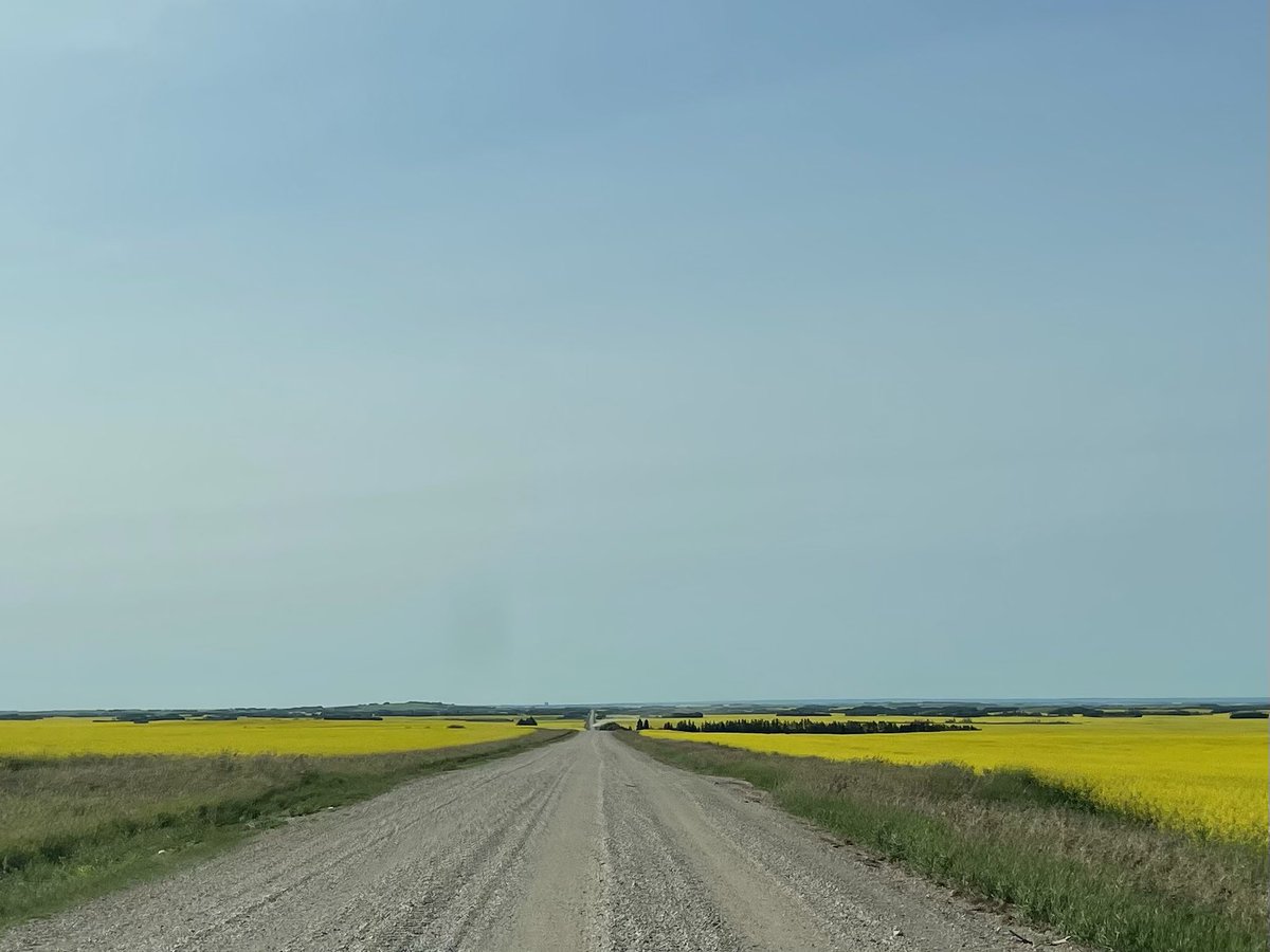 PrincipalMrW's tweet photo. Itβs pretty here. #CountryRoads #CanolaFields #LakeLife #CabinTime #Chessie https://t.co/zWtIBlv6nQ