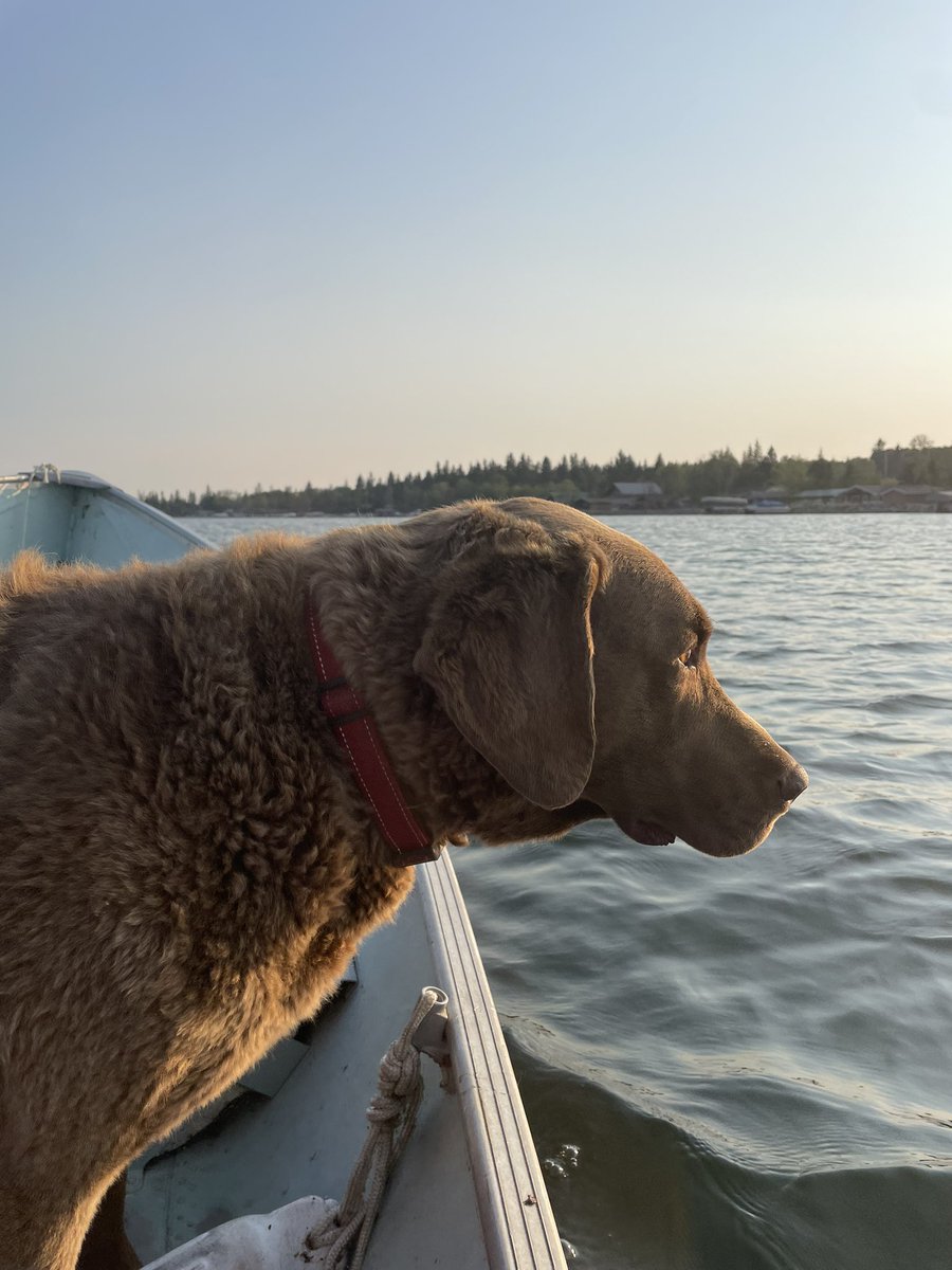 PrincipalMrW's tweet photo. Itβs pretty here. #CountryRoads #CanolaFields #LakeLife #CabinTime #Chessie https://t.co/zWtIBlv6nQ