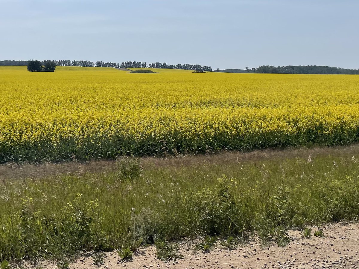 PrincipalMrW's tweet photo. Itβs pretty here. #CountryRoads #CanolaFields #LakeLife #CabinTime #Chessie https://t.co/zWtIBlv6nQ