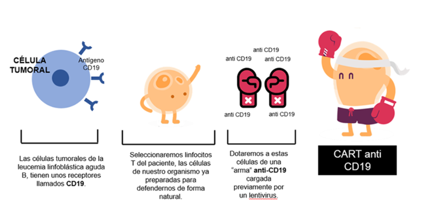 anagalera5's tweet photo. Aquí se ve muy bien, podéis consultar la web de la Fundación Carreras, que lo explica 100 veces mejor que yo:
https://t.co/fNsigEAzau https://t.co/tPD6aSEMmd