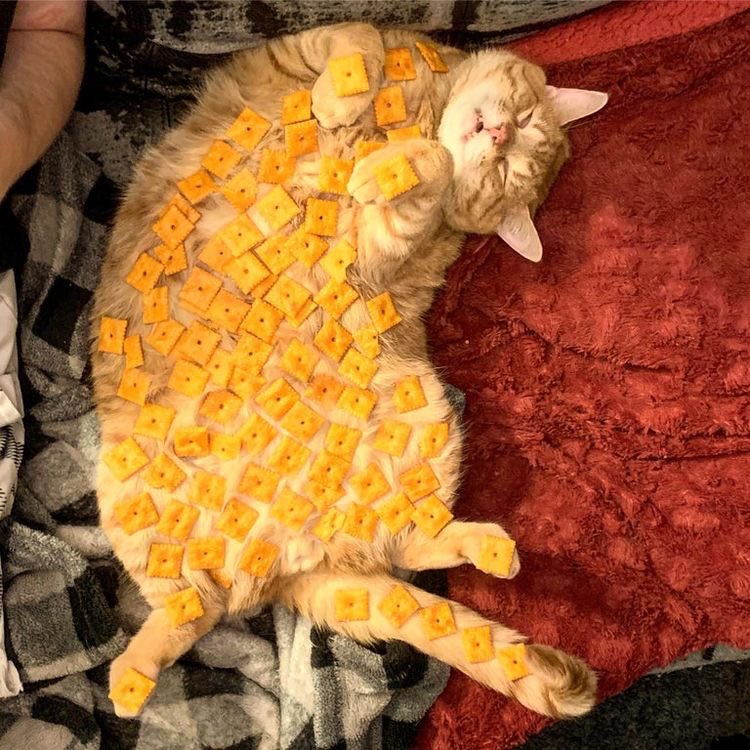 0_0zest's tweet photo. ⏰ fatspo thread because fatties are getting too confident nowadays ✨

🏷️ fatspo meanspo tiktokspo avgspo midspo edtwt miatwt ed https://t.co/rqulDO8ME3
