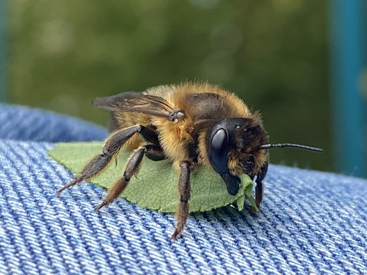 beady3's tweet photo. @B_Strawbridge This one landed on me the other day. I think the leaf was so heavy it needed a rest! https://t.co/FcBTIr6GVH