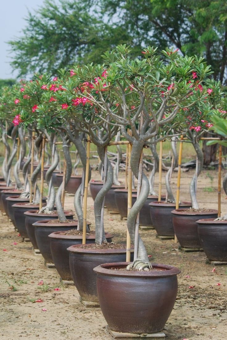 Krishna Mani Luitel (@krishnamanilui3) on Twitter photo 