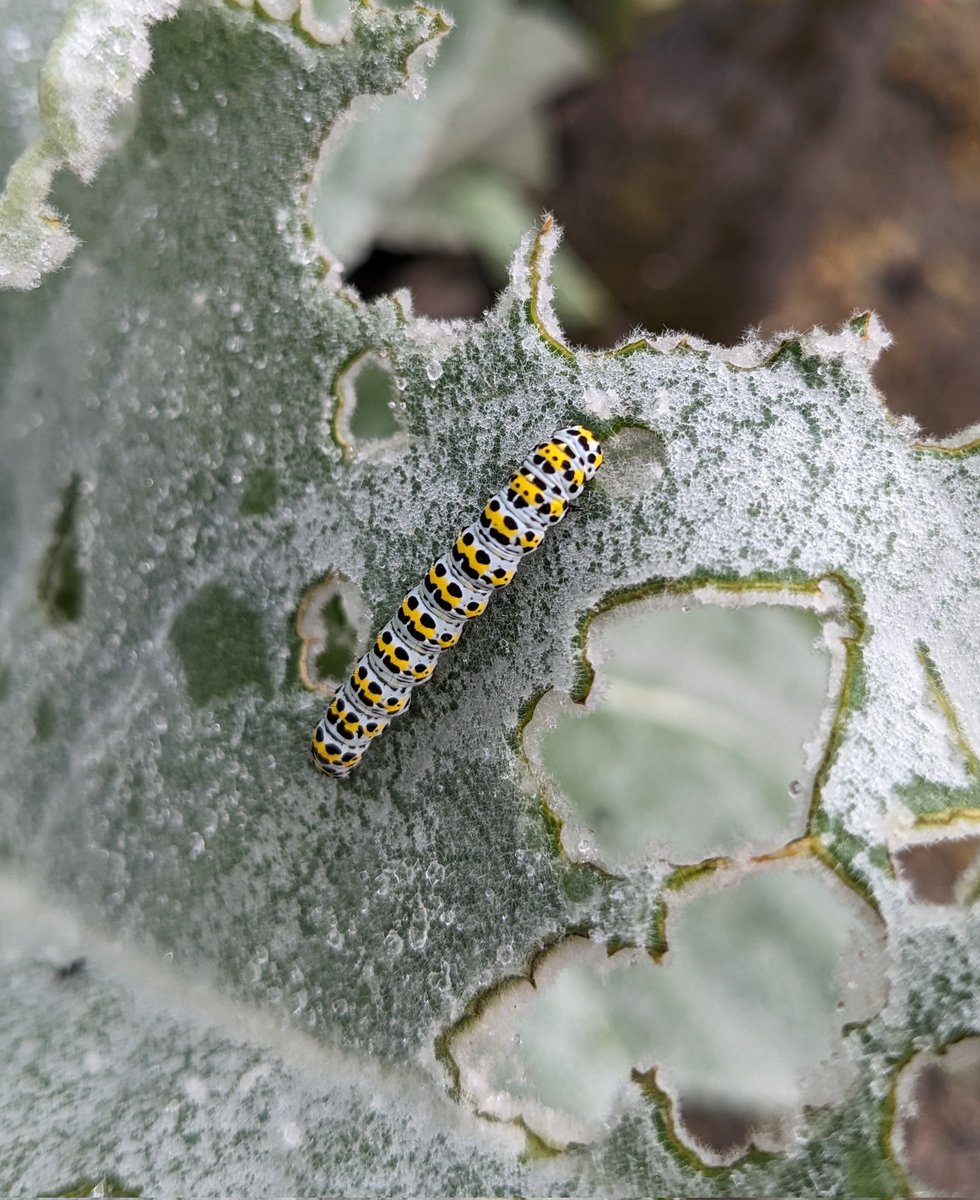 Found these lovely mullein moth caterpillars munching away on Verbascum in a local garden 🐛