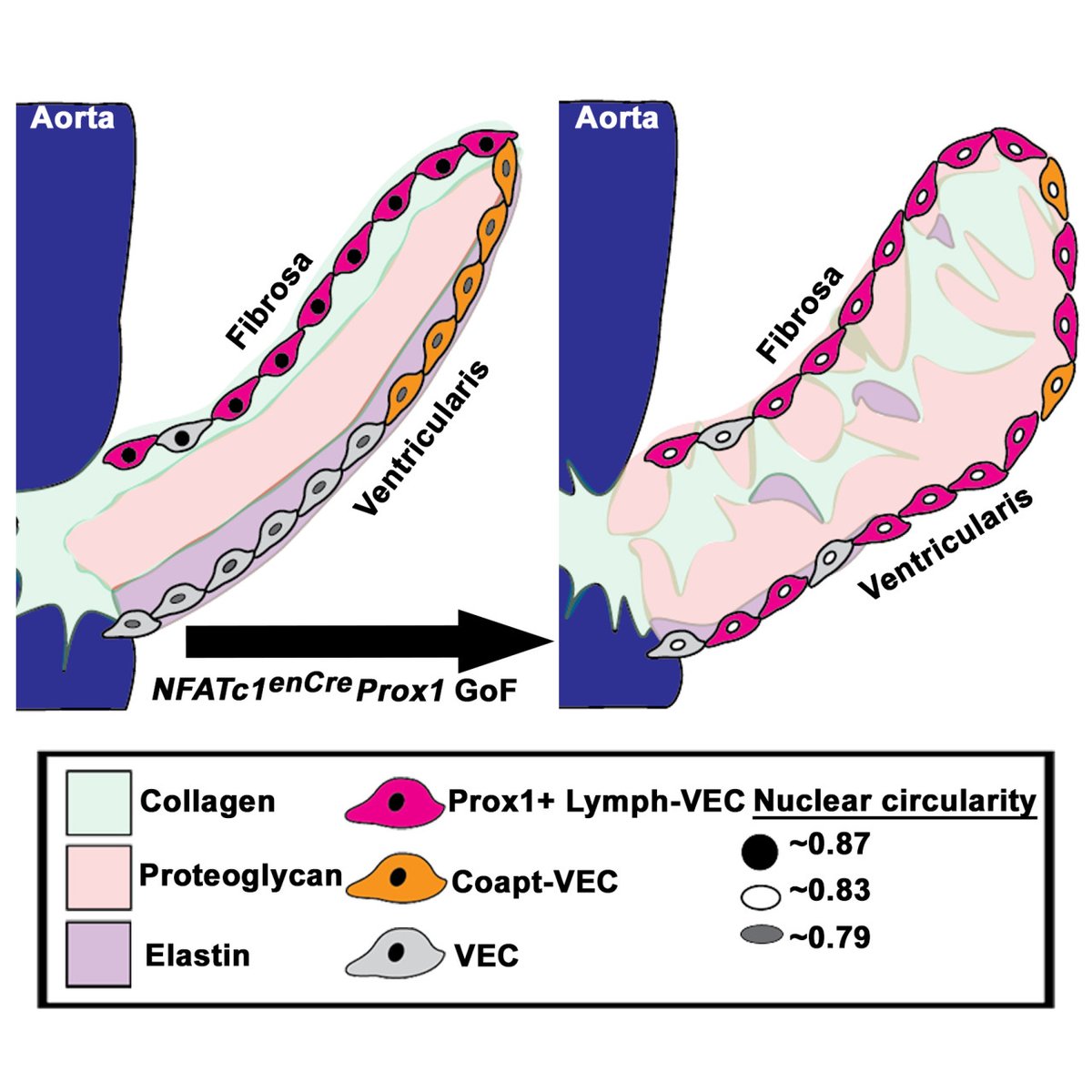 ATVB: An AHA Journal (@atvbahajournals) on Twitter photo Localized expression of Prox1 regulates aortic valve endothelial cell diversity and extracellular matrix stratification in mice <a href="/_smukherjee/">Shreyasi Mukherjee</a>
ahajrnls.org/43nq4su Localized expression of Prox1 regulates aortic valve endothelial cell diversity and extracellular matrix stratification in mice <a href="/_smukherjee/">Shreyasi Mukherjee</a>
ahajrnls.org/43nq4su