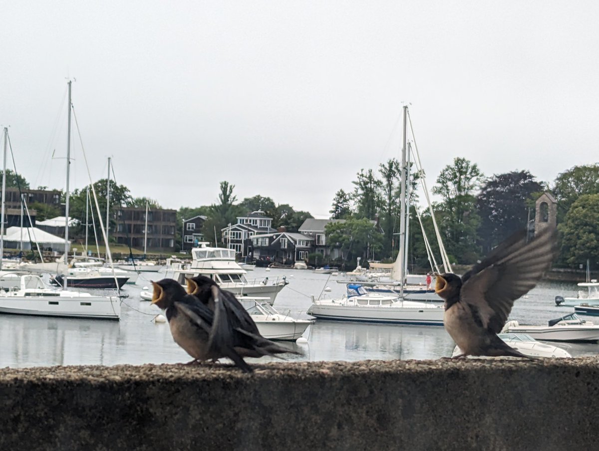 Carolyn Tepolt tweet media