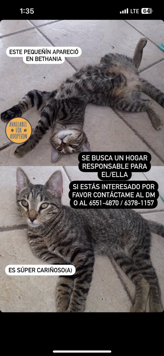 marialuciadlc's tweet photo. Ayer me baje de mi carro y un gatito me siguió hasta la puerta de la casa, ahora necesito encontrarle casa 🤭 https://t.co/YgBjAy9bUb