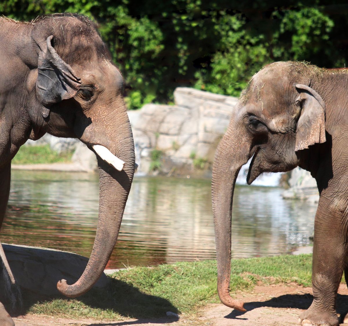 🧘If you liked Yoga with the Penguins you’ll LOVE Yoga with the Elephants! Join us weekends in August for peaceful morning yoga with a backdrop of our scenic Helga Beck Asian Elephant Preserve to benefit EEHV research. 🐘 Get your tickets today! bit.ly/442mbdo