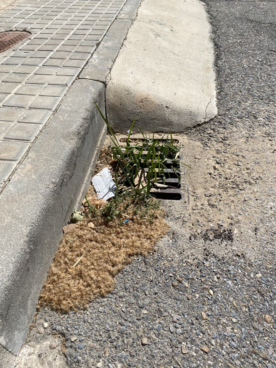 cgarcfi's tweet photo. Hola @aytodebargas . Las alcantarillas de las urbanizaciones son un vergel! Lo malo es que luego nos lamentaremos cuando llueva y no cumplan su cometido. Por favor, un poco de mantenimiento. Gracias https://t.co/PHwzGQSHJm