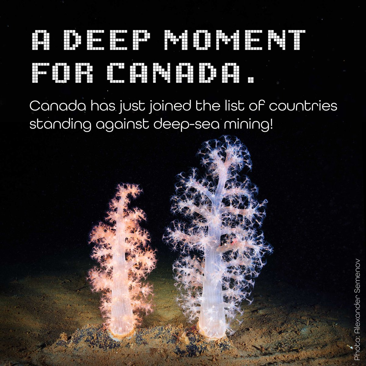 It’s official: Canada has joined the list of countries calling for a pause, moratorium, or ban on deep-sea mining! International Policy Advisor Nicole Zanesco: “Canada’s support for a moratorium comes at a critical moment.” The full statement: buff.ly/3O7KQIf