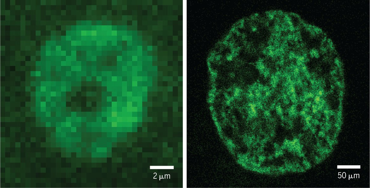A new form of expansion microscopy called ChromExM can be used to expand chromatin to visualize transcription at high resolution, according to new research in Science.
 
Learn more ⬇️
📄: scim.ag/3iy
#SciencePerspective: scim.ag/3iz