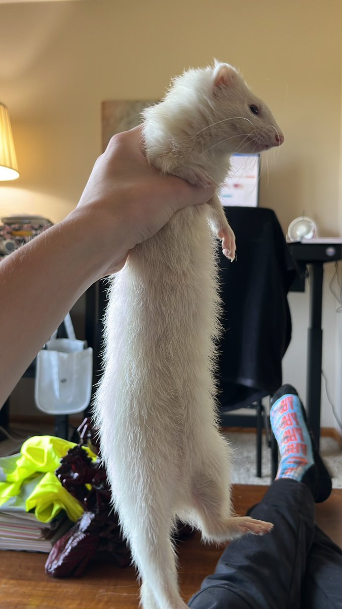 T5Bus's tweet image. Anyone want it, it keeps tryna eat me