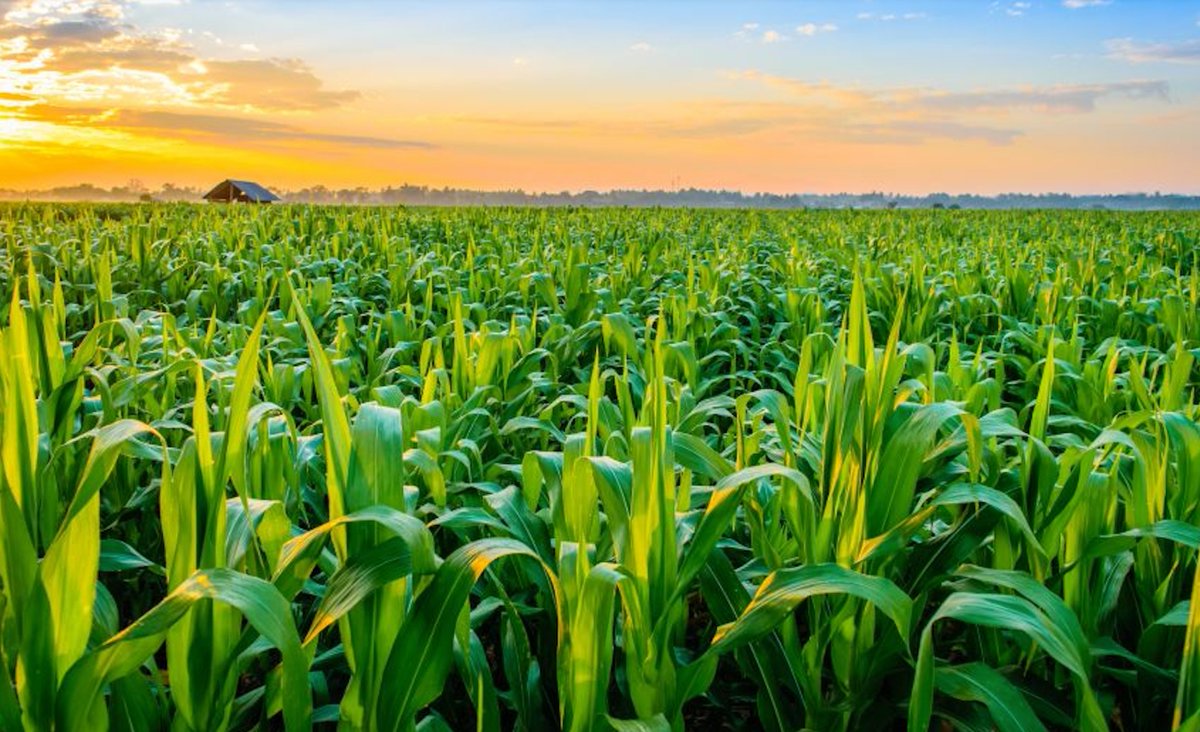 𝙳𝚊𝚟𝚒𝚍 𝚆𝚞𝚎𝚙𝚙𝚎𝚛 tweet media