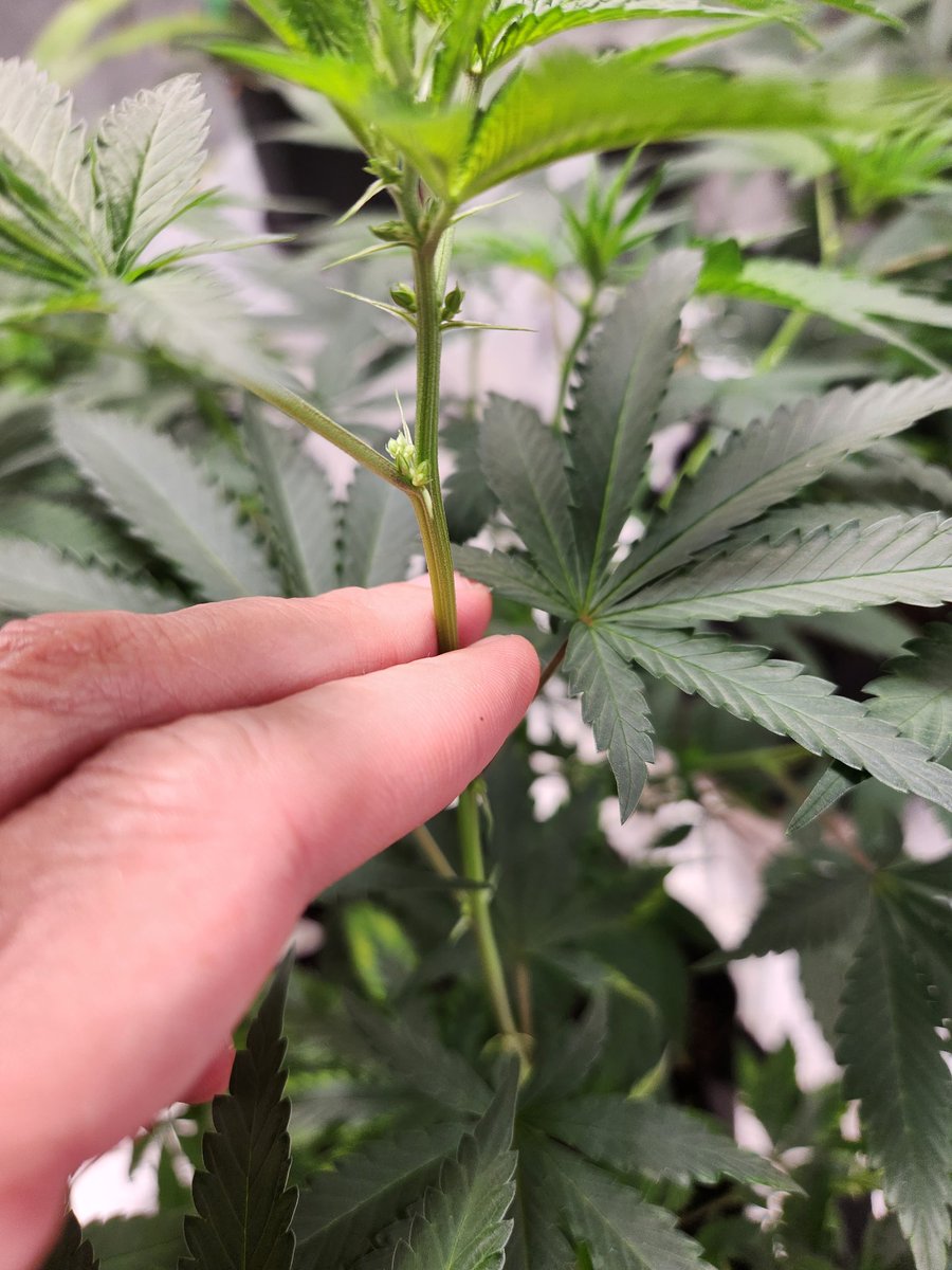 Craig Cringle 💚 tweet media