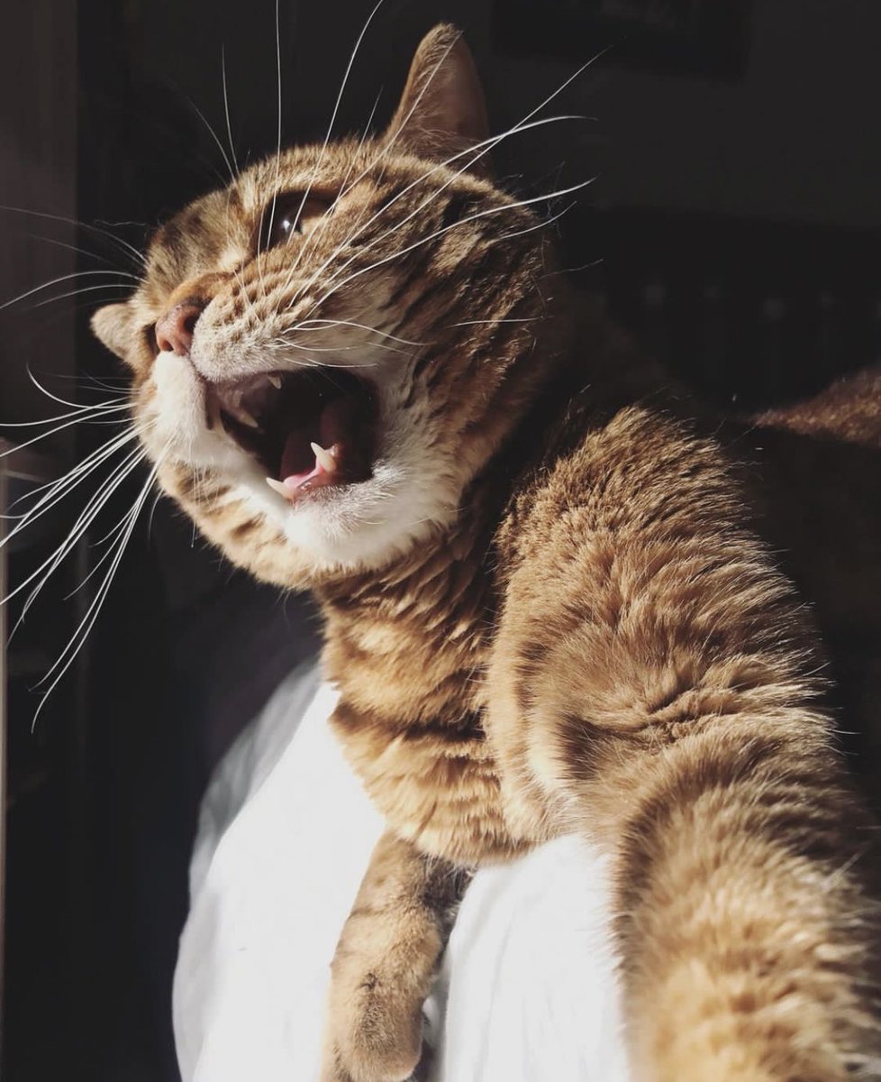 feoktistovaaa's tweet photo. Котик всю жизнь жил в любящей семье, но у ребенка обнаружилась сильная аллергия.

Искали дом, в итоге он сменил три дома. Не сходится с другими котанами, шипит, дает лапой. Выглядит очень одиноким и грустным(

Лоток знает, кушает роял канин. Кот со своим приданым и запасом корма https://t.co/bPbGIiSTYD
