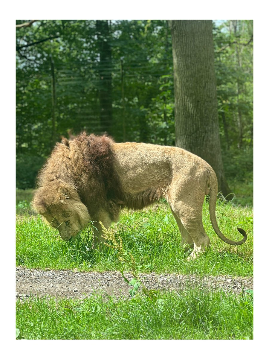 AbethaLouise's tweet photo. Memories made 🦁 https://t.co/XS4Ku1VAKy