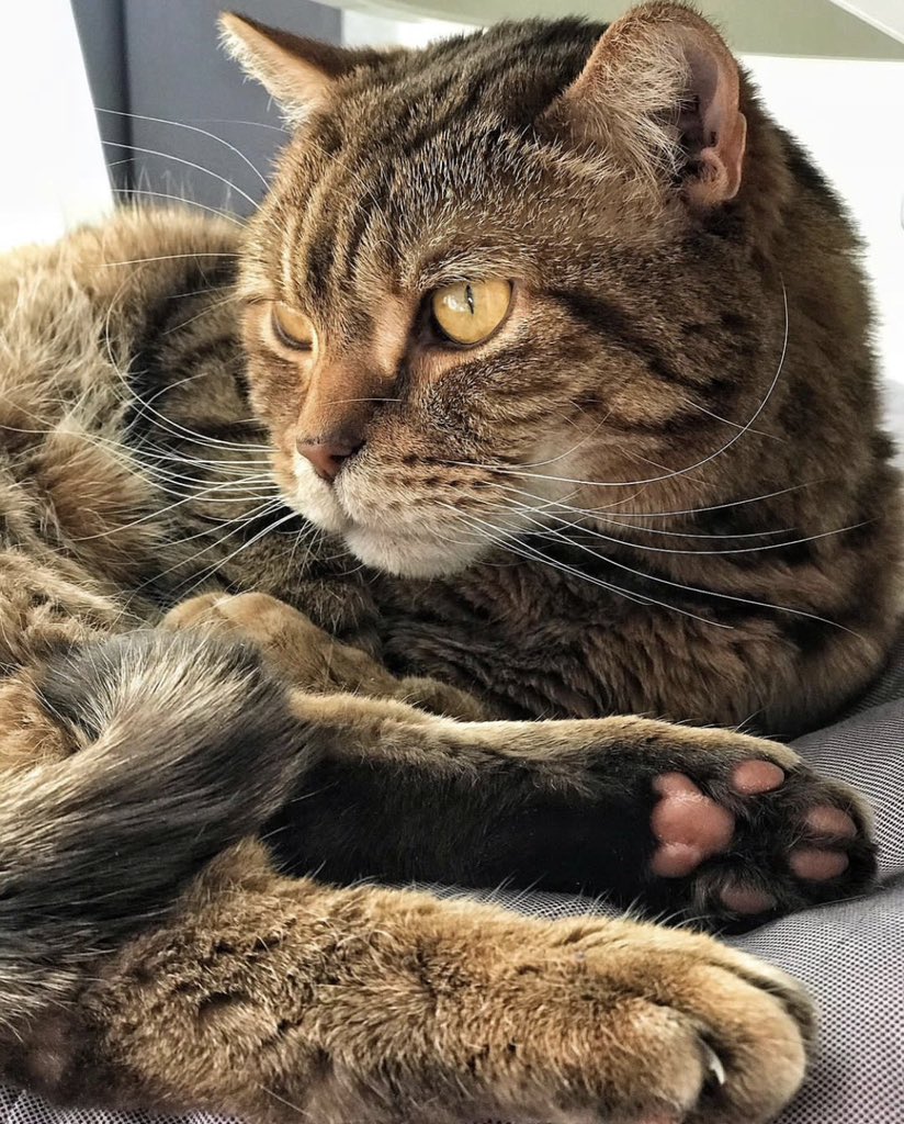 feoktistovaaa's tweet photo. Питер, очень нужна помощь!

Ищем добрые и заботливые руки для очень красивого и доброго котика: Елисей, он взрослый, но бодр духом и полон здоровья, ему 11 лет.

Ретвитните, пожалуйста, котику очень нужен свой дом💔💔💔

@vzrosly_content , буду благодарна за ретвит. https://t.co/7Ol5OAaJRH