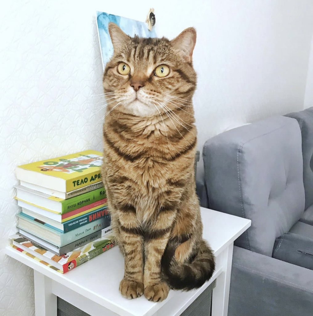 feoktistovaaa's tweet photo. Питер, очень нужна помощь!

Ищем добрые и заботливые руки для очень красивого и доброго котика: Елисей, он взрослый, но бодр духом и полон здоровья, ему 11 лет.

Ретвитните, пожалуйста, котику очень нужен свой дом💔💔💔

@vzrosly_content , буду благодарна за ретвит. https://t.co/7Ol5OAaJRH