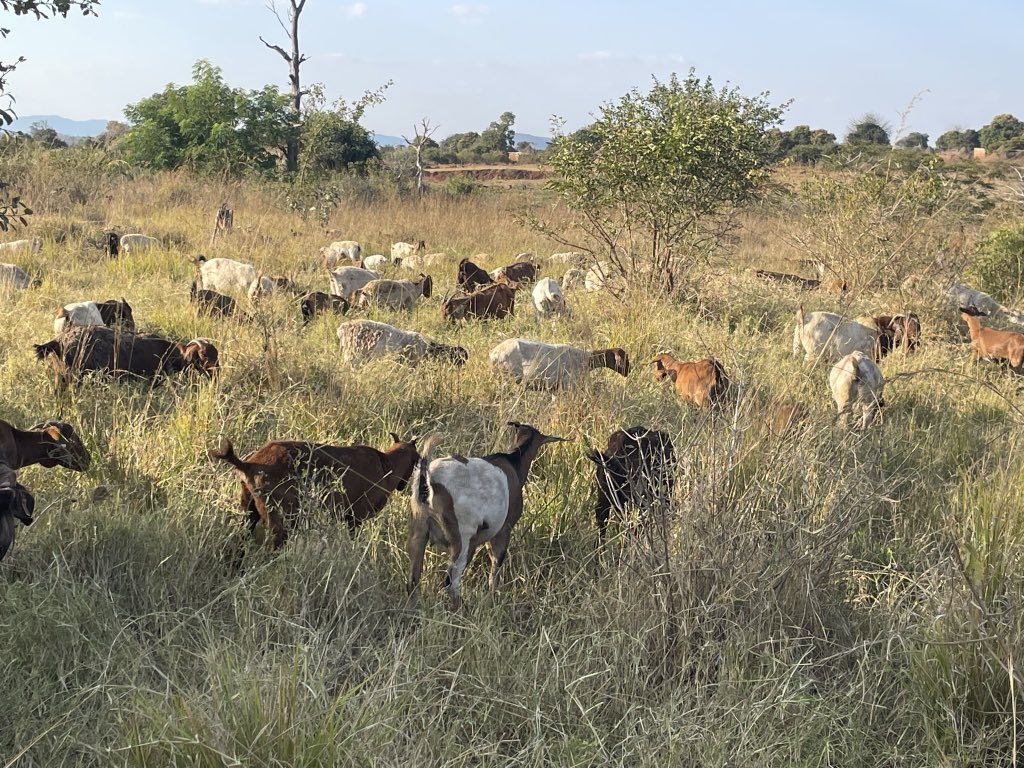 ScrubbsFarm's tweet image. In the veld peace and tranquility prevails.  Just watching these browsers and grazers mowing the grass is so enjoyable.