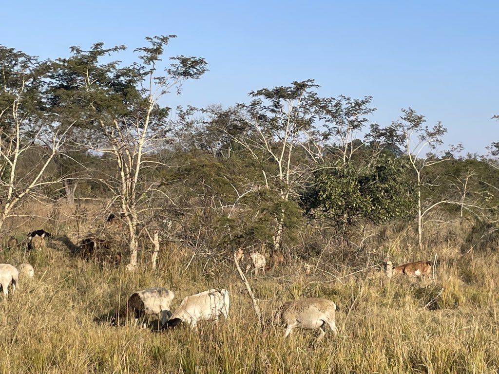 ScrubbsFarm's tweet image. In the veld peace and tranquility prevails.  Just watching these browsers and grazers mowing the grass is so enjoyable.
