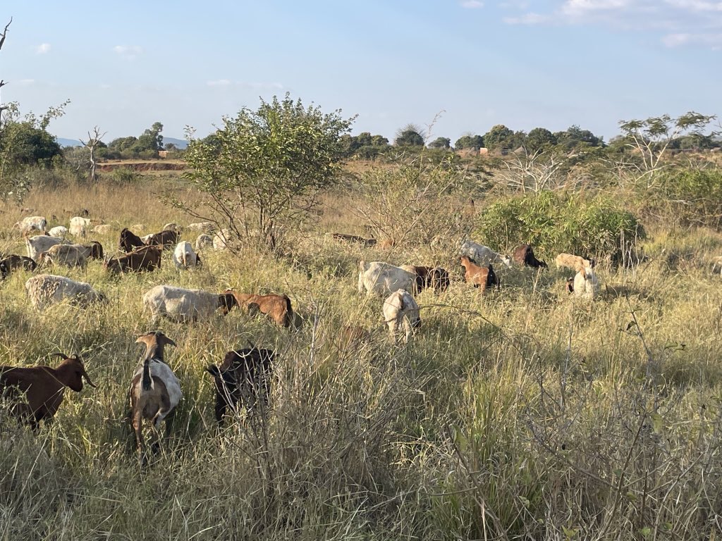 ScrubbsFarm's tweet image. In the veld peace and tranquility prevails.  Just watching these browsers and grazers mowing the grass is so enjoyable.