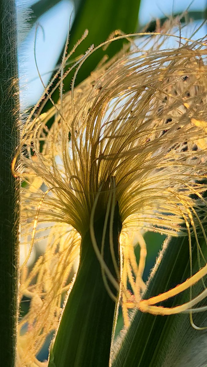 ilcorn's tweet photo. Corn in Mazon, IL as of July 9.  How is yours doing?

📸: @3pistils 

#corn #farming #ilfarming #illinois #farmlife https://t.co/VimY4fh6TI