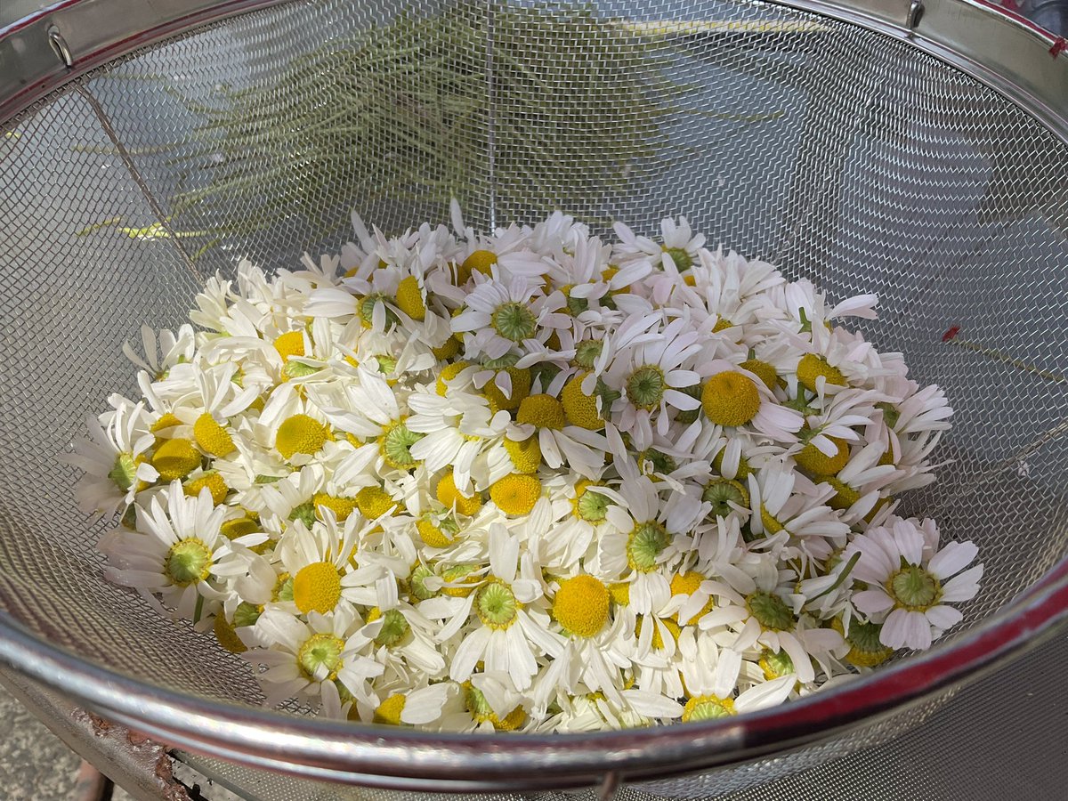 Hot_Kitchen's tweet image. Currently obsessed with growing our own herbs. Check out the first  haul of chamomile for the year.

2 whiskey barrels full of blooms yielded over 2 CUPS of ultra-premium dried flowers. 

It hasn’t even been a week yet and both barrels are ready to harvest again.