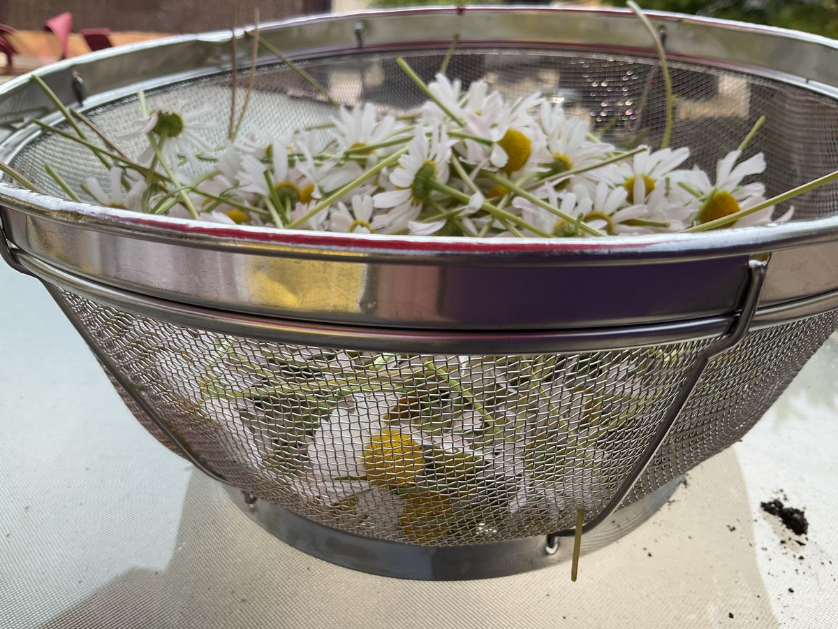 Hot_Kitchen's tweet image. Currently obsessed with growing our own herbs. Check out the first  haul of chamomile for the year.

2 whiskey barrels full of blooms yielded over 2 CUPS of ultra-premium dried flowers. 

It hasn’t even been a week yet and both barrels are ready to harvest again.