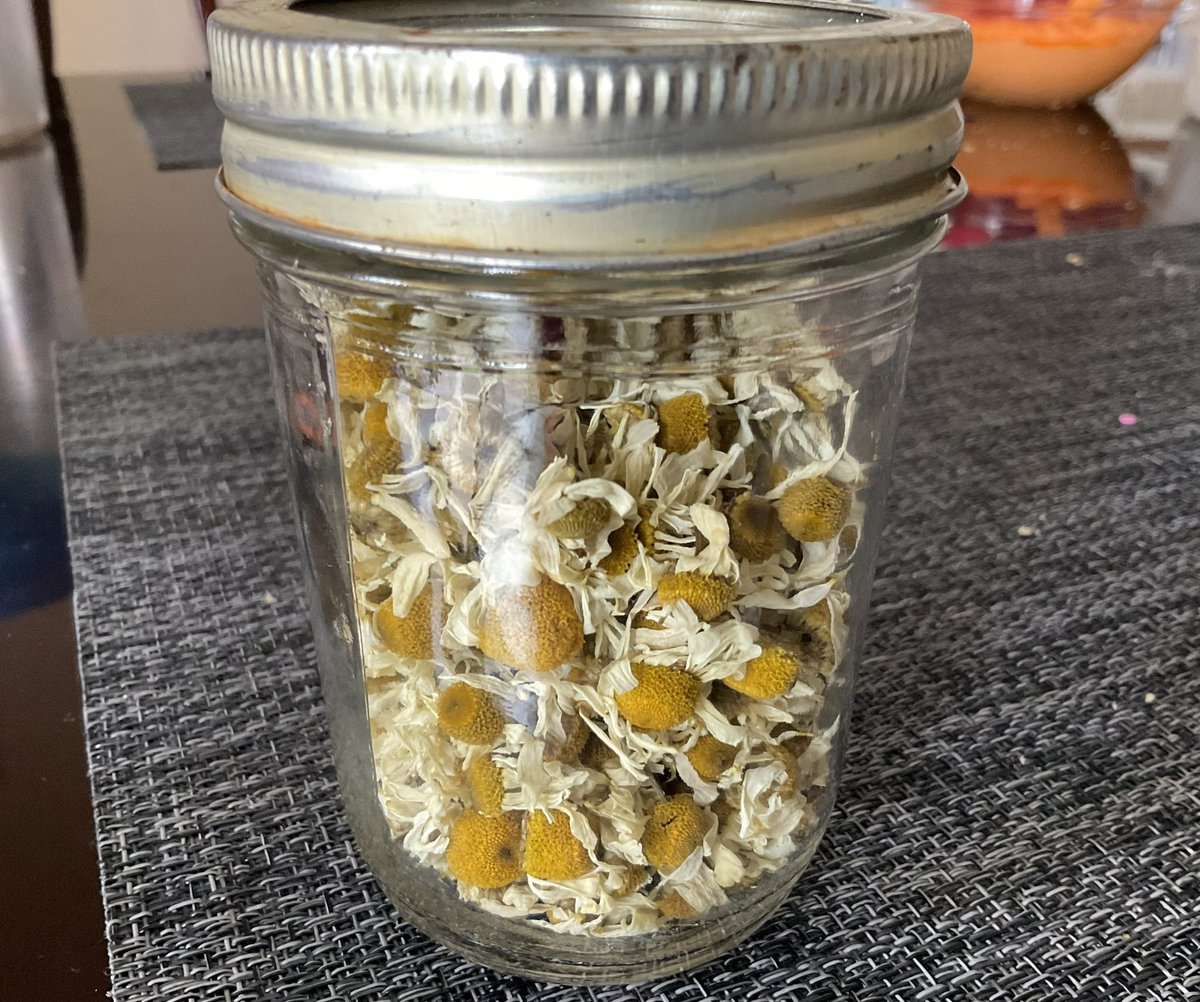 Hot_Kitchen's tweet image. Currently obsessed with growing our own herbs. Check out the first  haul of chamomile for the year.

2 whiskey barrels full of blooms yielded over 2 CUPS of ultra-premium dried flowers. 

It hasn’t even been a week yet and both barrels are ready to harvest again.