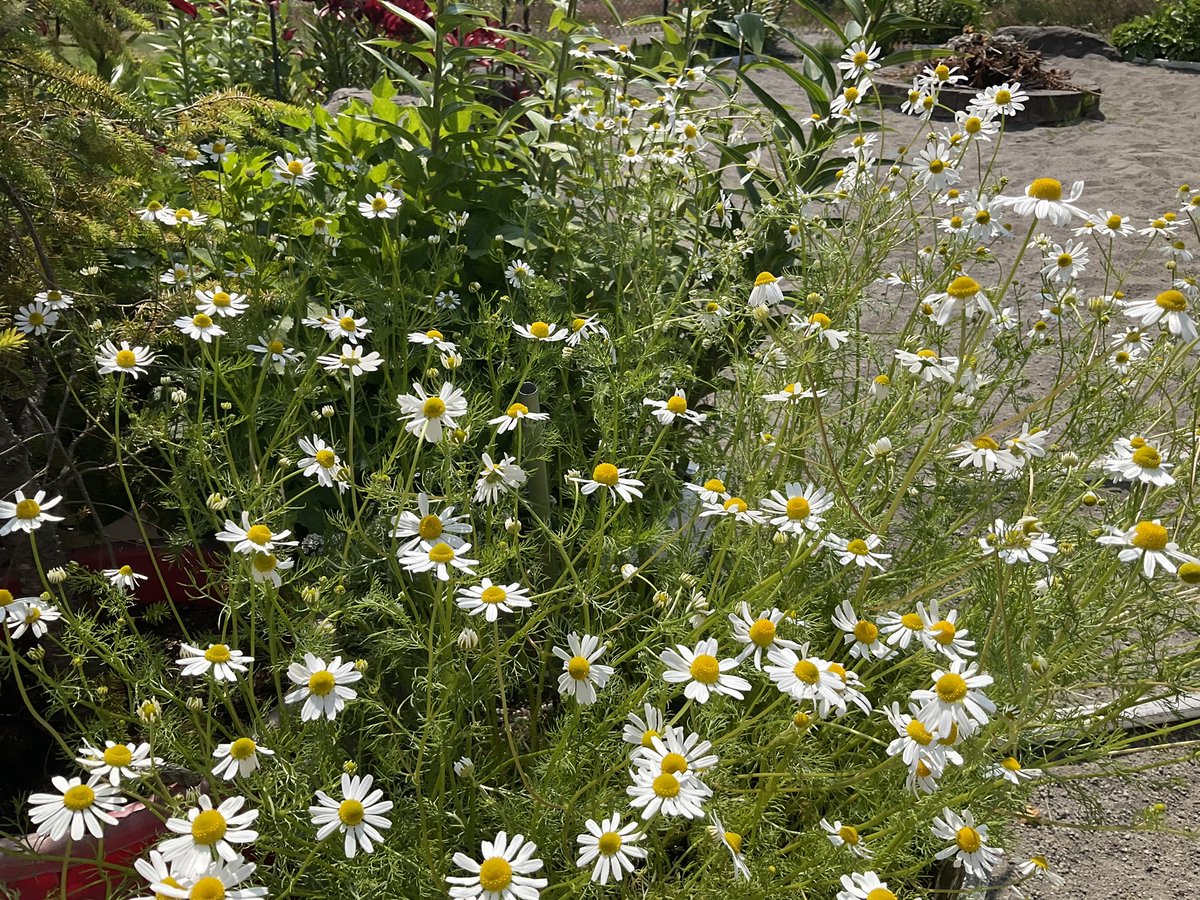 Hot_Kitchen's tweet image. Currently obsessed with growing our own herbs. Check out the first  haul of chamomile for the year.

2 whiskey barrels full of blooms yielded over 2 CUPS of ultra-premium dried flowers. 

It hasn’t even been a week yet and both barrels are ready to harvest again.