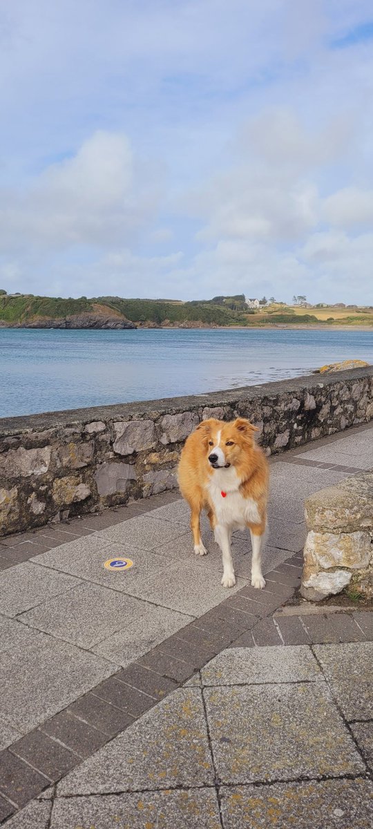 Beautiful evening at Cemaes Bay ♥️🏴󠁧󠁢󠁷󠁬󠁳󠁿 @MarkPerks2021 @wynneevans @ItsYourWales @VisitAnglesey @ItsYourWales #livingthedream #loveAnglesey #welshsheepdog @BCTGB @BleakholtUK