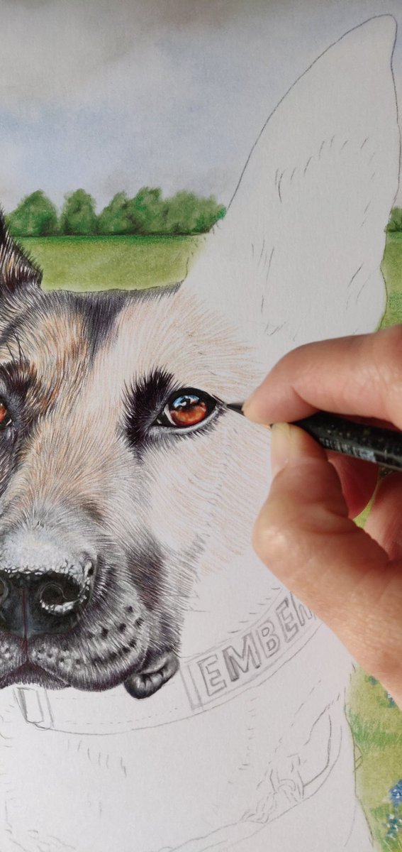 NikiFirmin's tweet photo. Hi everyone! 😎
My latest portrait is of beautiful K9 Ember she is a police and fire K9 in @TravisCountyTX  💕🐕‍🦺🐾x

@OnPatrolK9 @OnPatrolLive
@K9_heroes @K9s4COPs
@k9copmagazine @K9Magazine
@PoliceK9
#policedog #firek9 #workingdog #animalartist #artist #artwork https://t.co/74a7LSNAe3