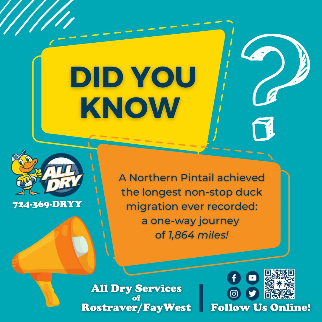 AllDryRostraver's tweet photo. Ahhhh…but what was the in-flight movie? 🤔

#alldryservices #DUCKSTRONG #westmorelandcounty #MonValley #fayettecounty #didyouknowfacts #themoreyouknow #migration #ducks #duckduckjeep #duckfacts #quack #goingthedistance https://t.co/BeBDN9EBIP