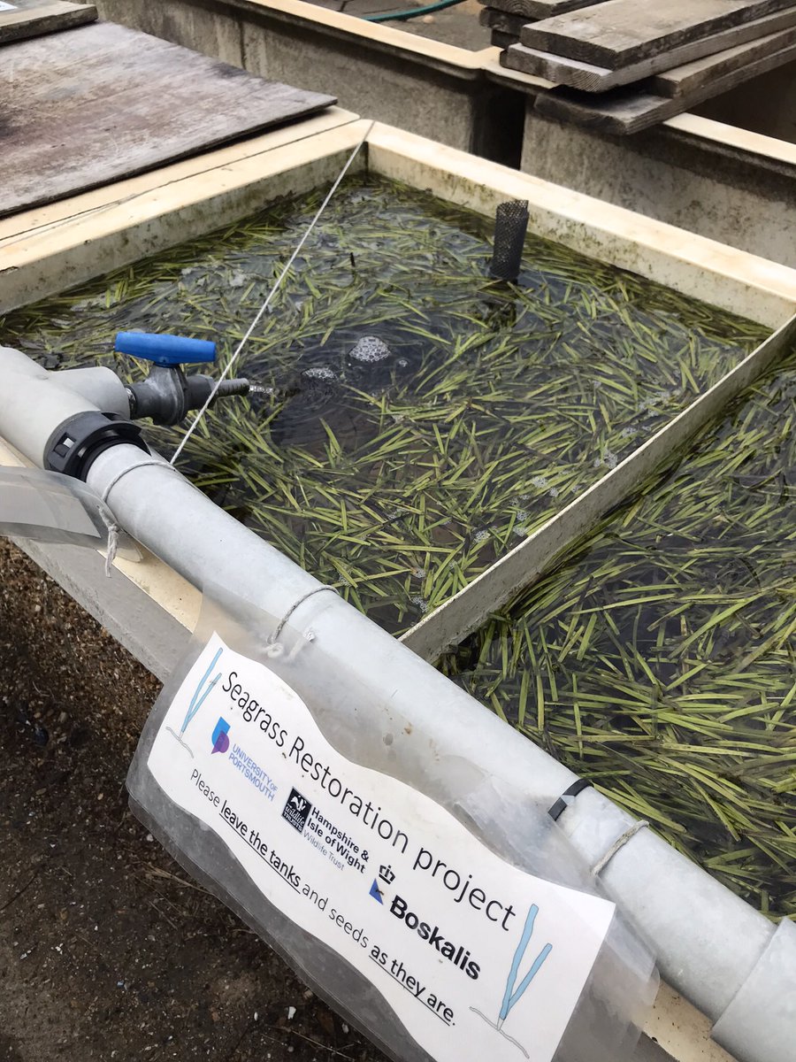Great to have our collection of #seagrass seed now in the aquaria tanks at @UoPMarineBiol 🌱 
A very rewarding sight after our collective efforts last week! 

@HantsIWWildlife @BoskalisWessie @FFoundation09 
#wilderSolent #GenerationRestoration