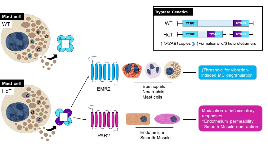 Basic & Clinical Immunology FMUP tweet media